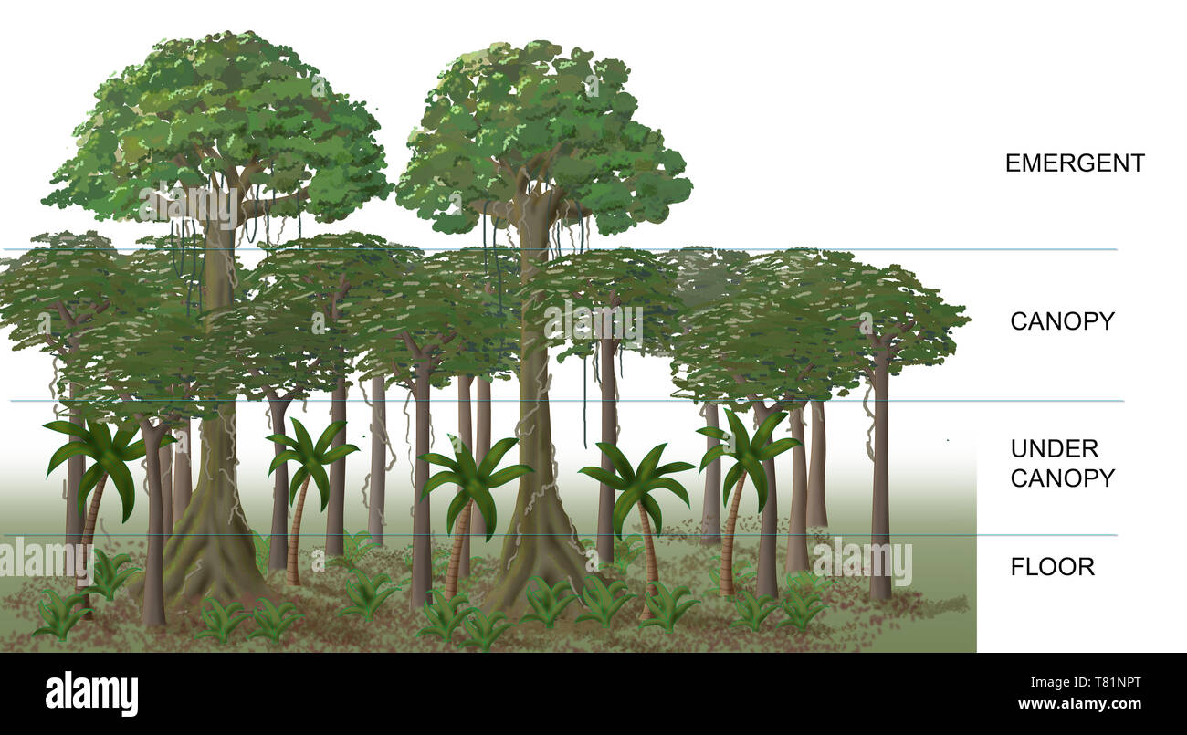 Couches de la forêt tropicale, illustration Banque D'Images