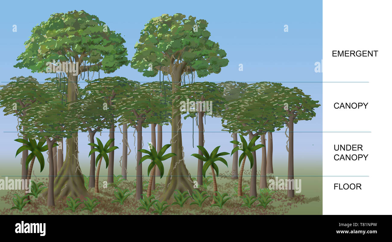 Couches de la forêt tropicale, illustration Banque D'Images