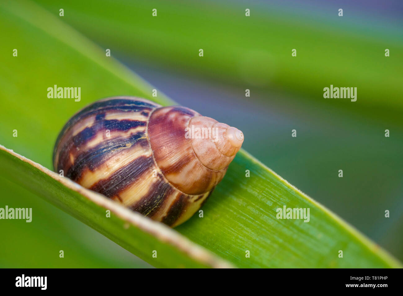 Giant African Snail à Porto Rico Banque D'Images