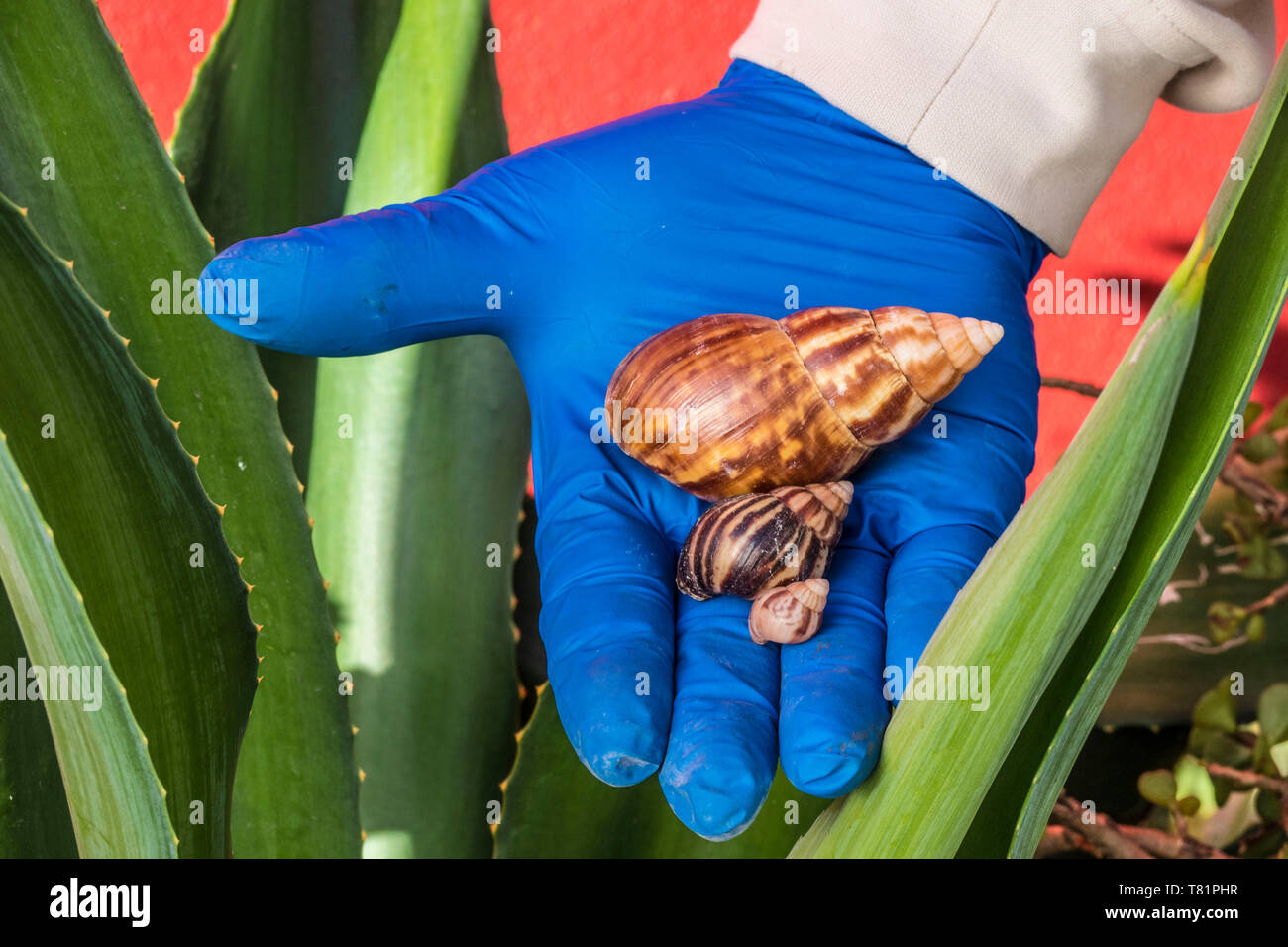 Escargots africains géant à Porto Rico Banque D'Images