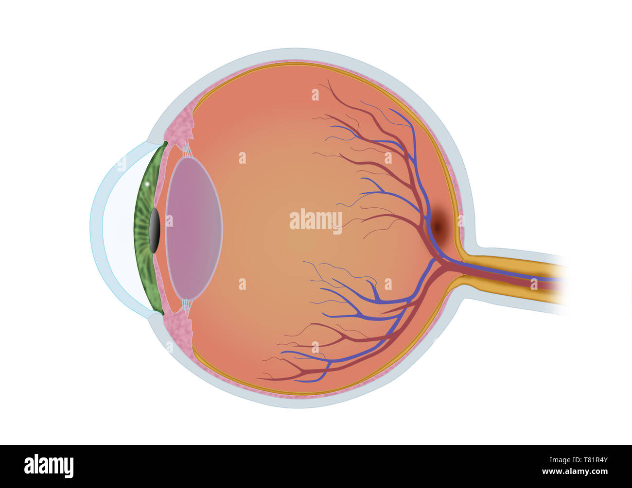 Vue côté anatomie oculaire, illustration Banque D'Images