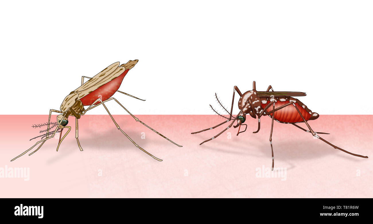 Comparaison de l'Anopheles et les moustiques de l'espèce Aedes aegypti, illustration Banque D'Images