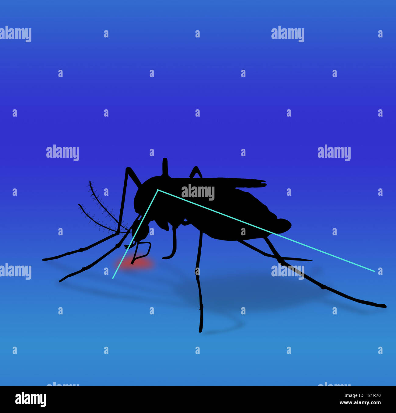 L'Aedes aegypti, illustration Banque D'Images