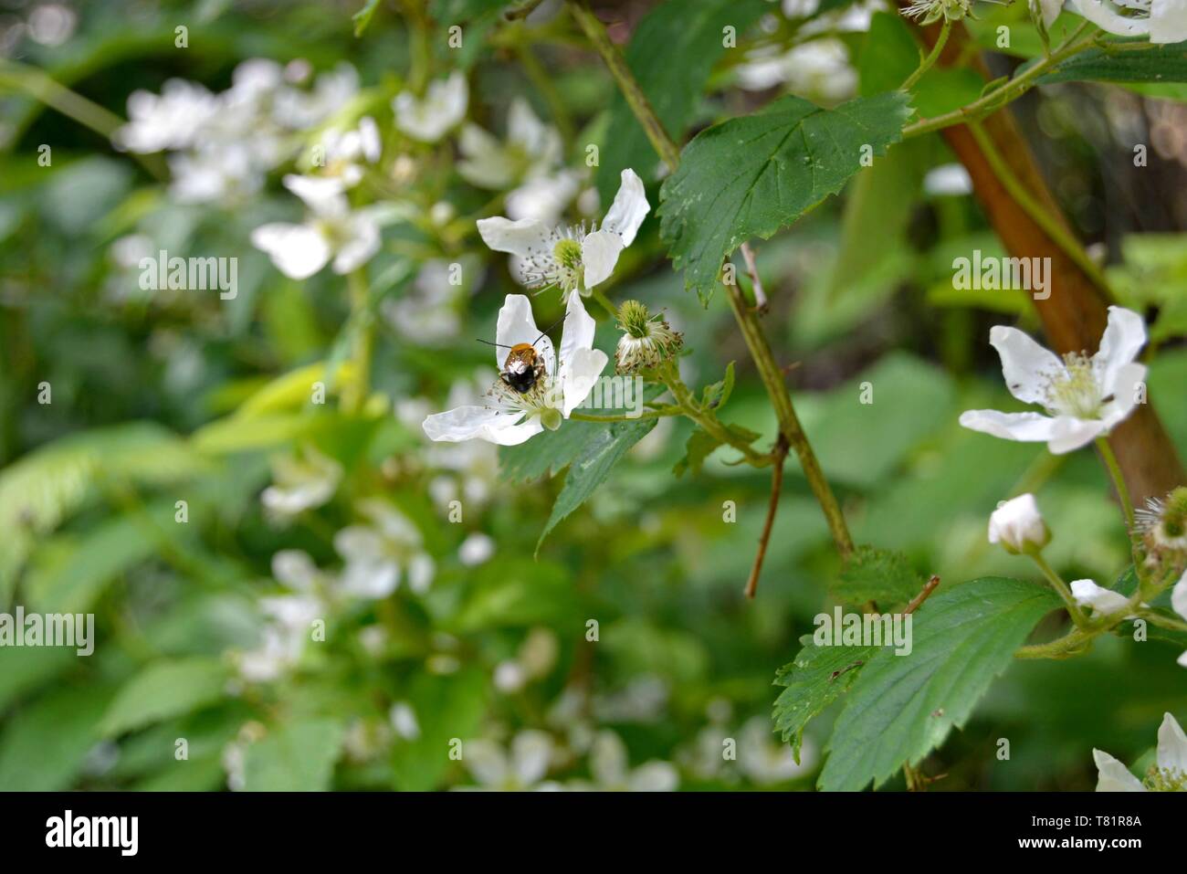 Libre d'une abeille sur une fleur de blackberry Banque D'Images