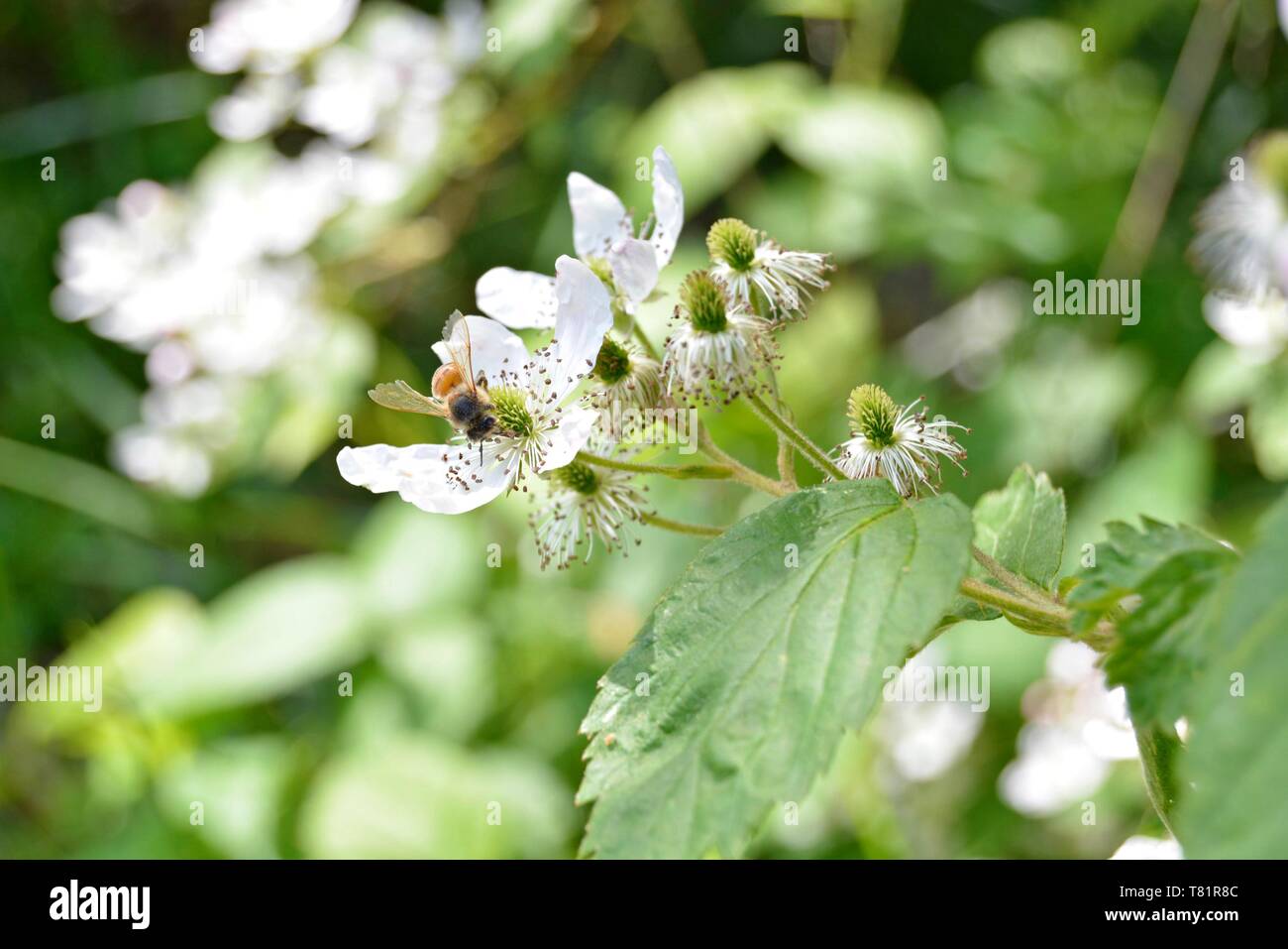 Libre d'une abeille sur une fleur de blackberry Banque D'Images