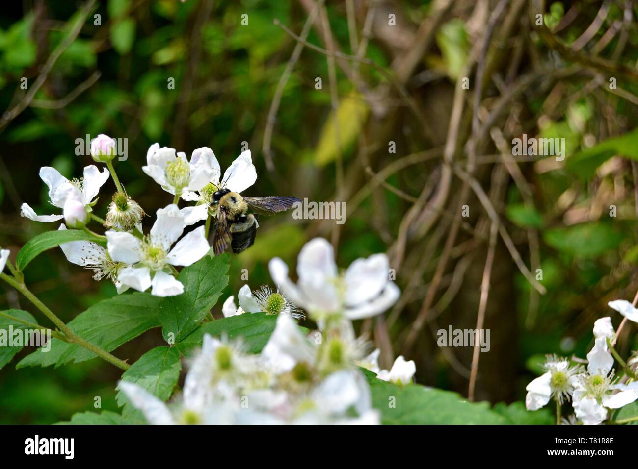 Libre d'un bourdon sur une fleur Black Berry Banque D'Images
