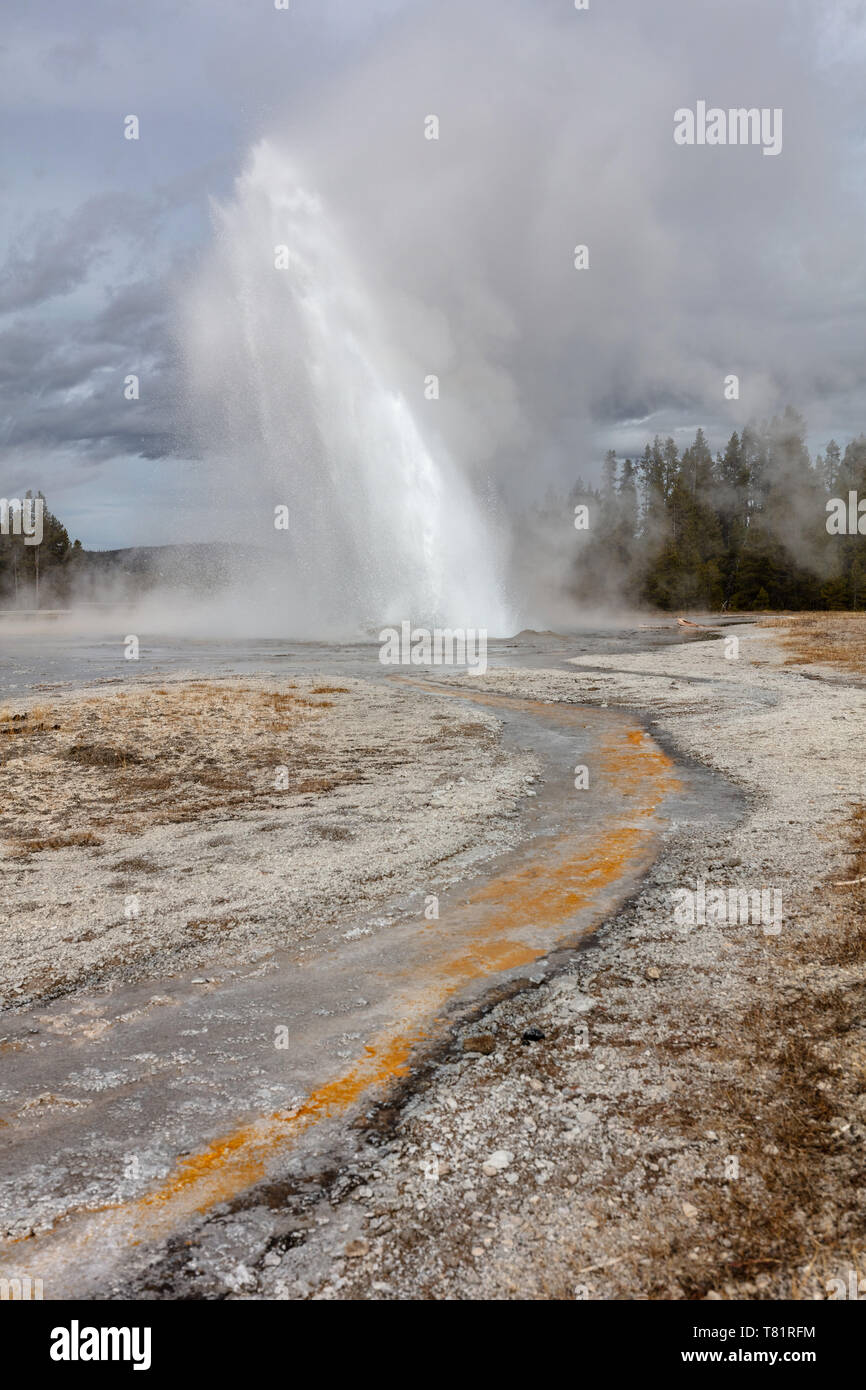 Geyser Daisy Banque D'Images