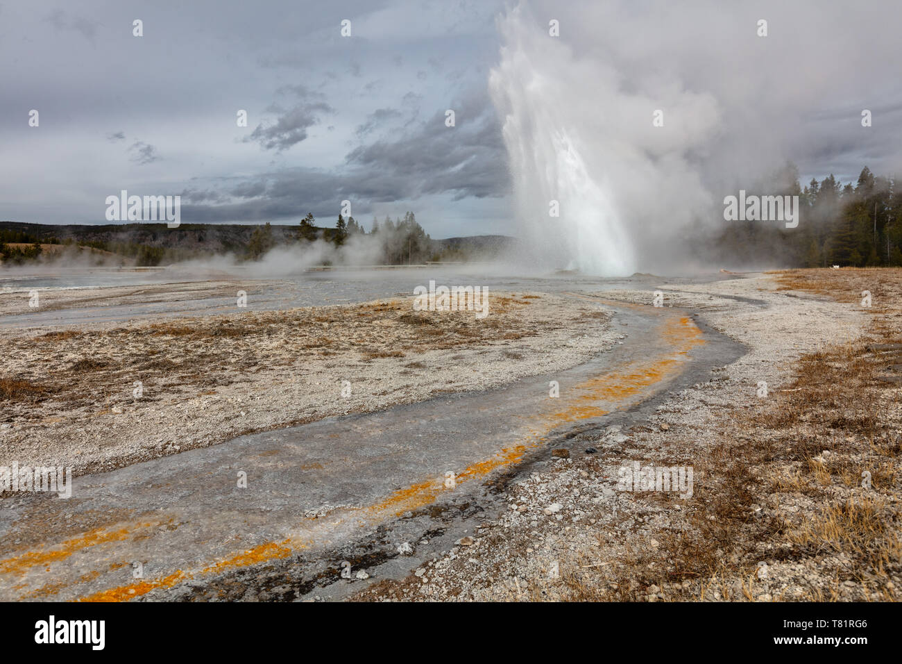 Yellowstone Geyser, Daisy Banque D'Images