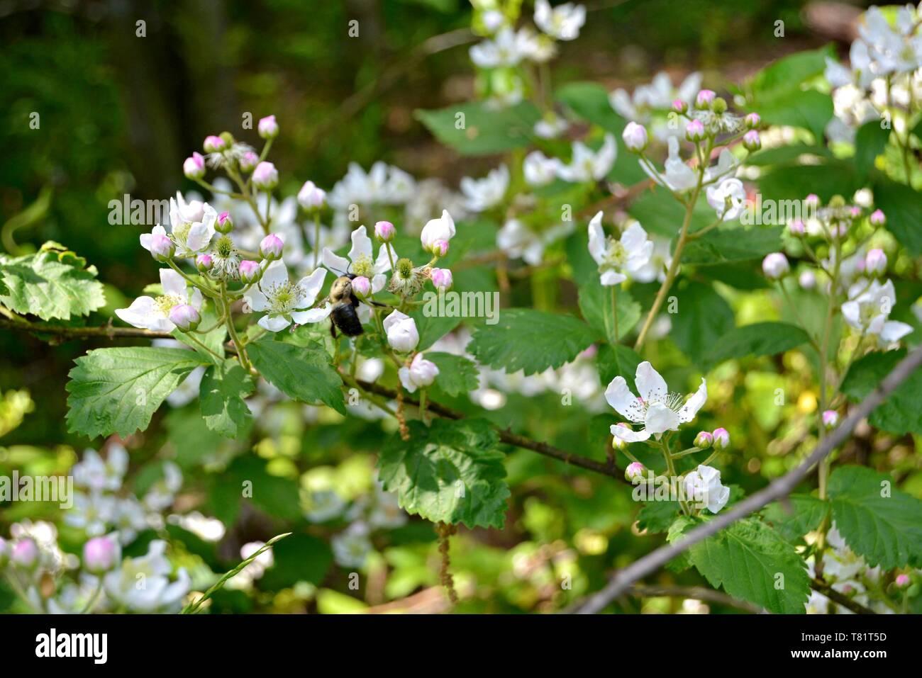 Libre d'un bourdon sur une fleur Black Berry Banque D'Images