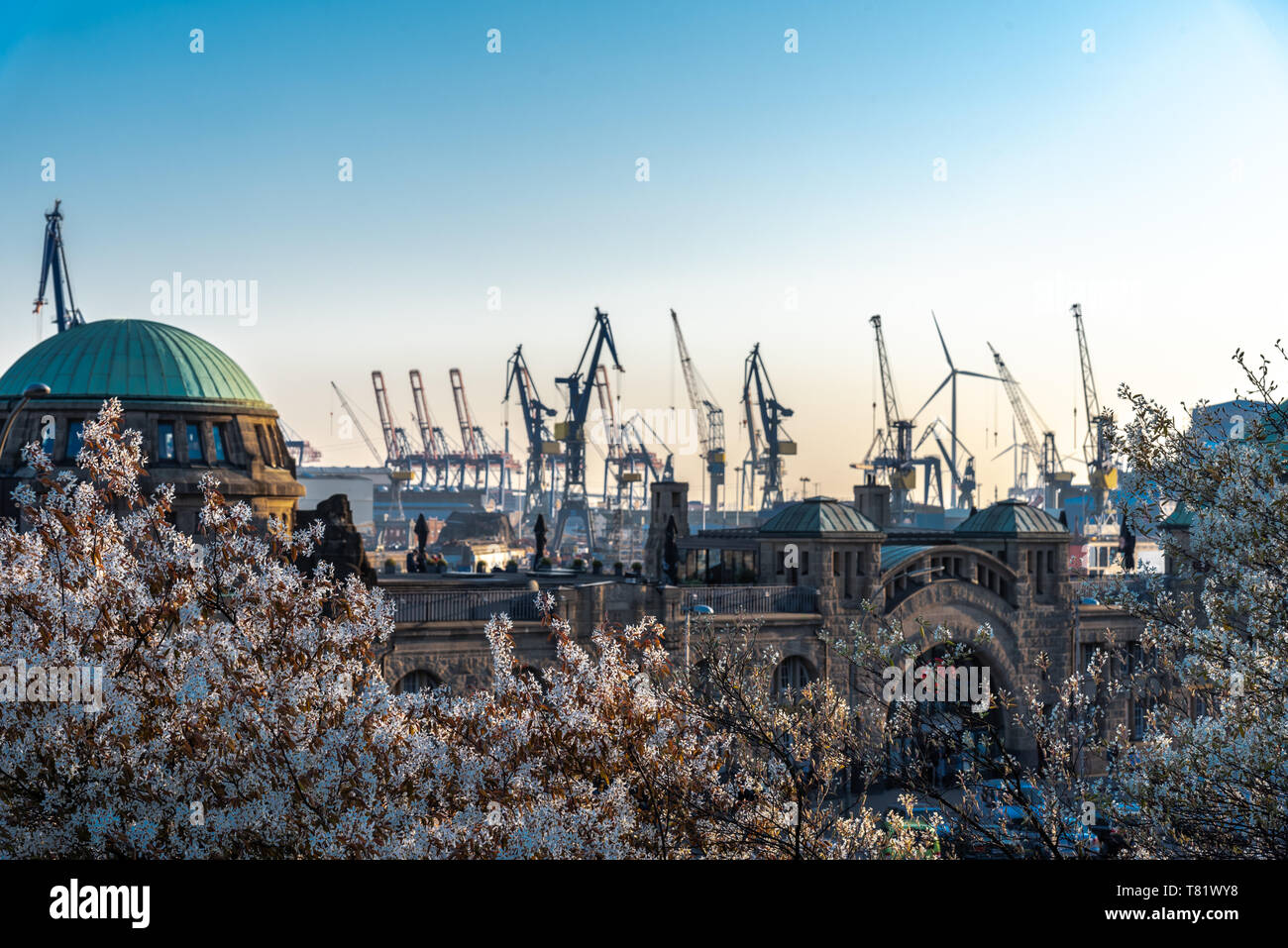 Arbres en fleurs à Hambourg (Allemagne) avec les administrations portuaires Grues dans l'arrière-plan Banque D'Images