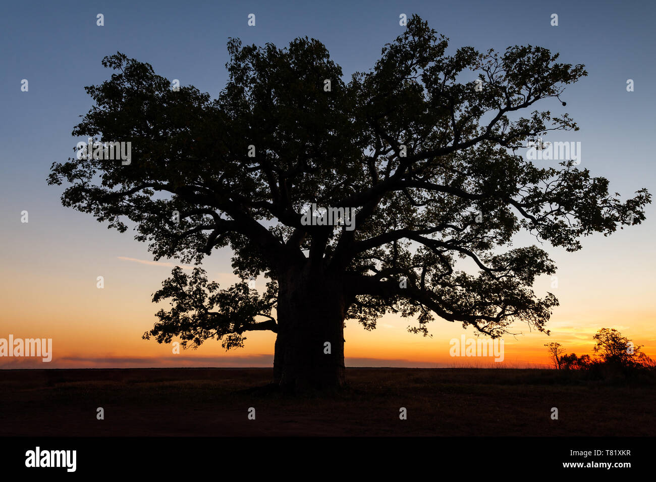Silhouette d'un géant Boab tree dans le Kimberley. Banque D'Images