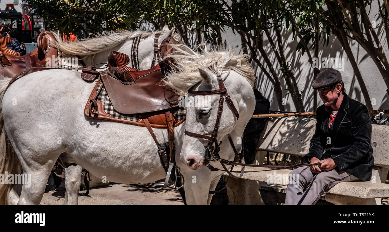 Un célèbre cheval blanc du sud de la France. Ses coups de cheveux dans le mistral qui souffle dans la vallée du Rhône. Les chevaux sont célèbres dans le Carma Banque D'Images