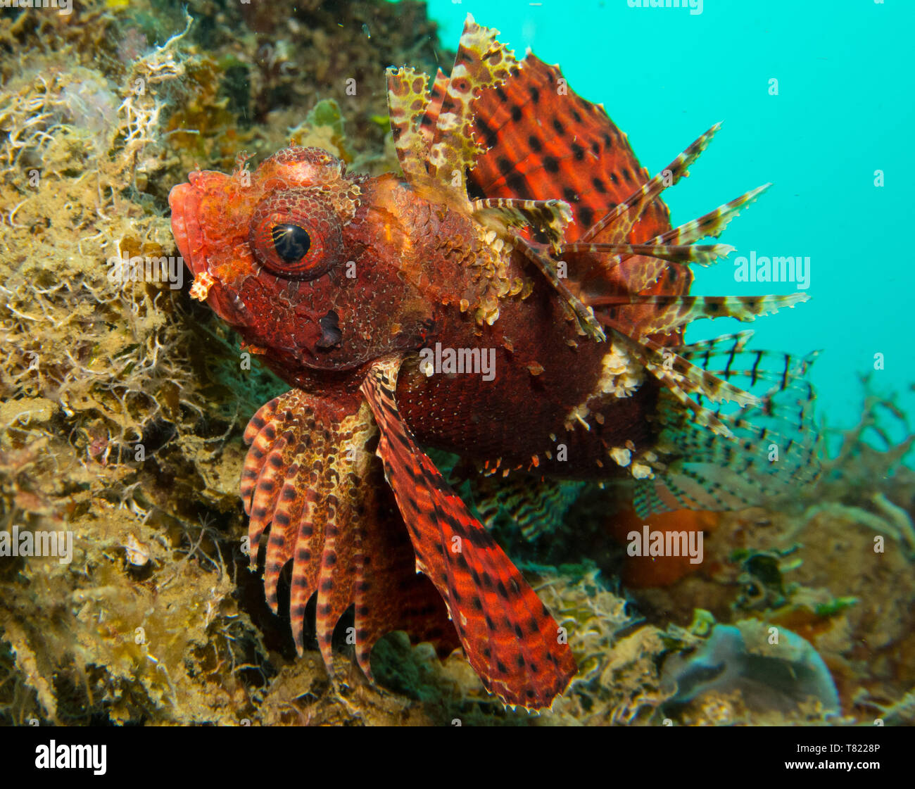 Poisson Dragon avec fond bleu en Indonésie Banque D'Images