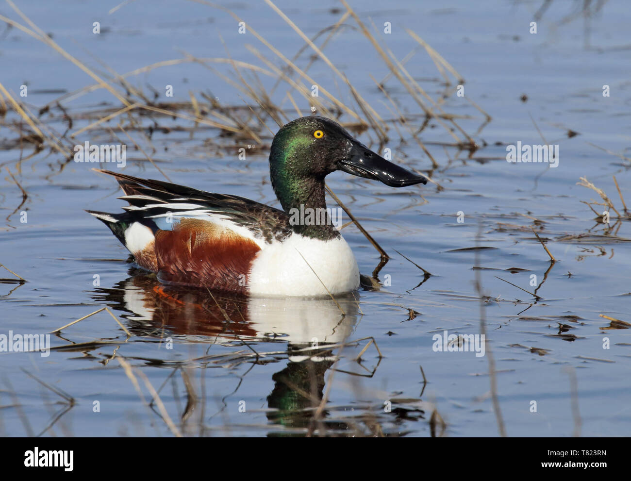 Le Canard souchet avril 28th, 2019 Fort Pierre, Dakota du Sud des Prairies Nationales Banque D'Images