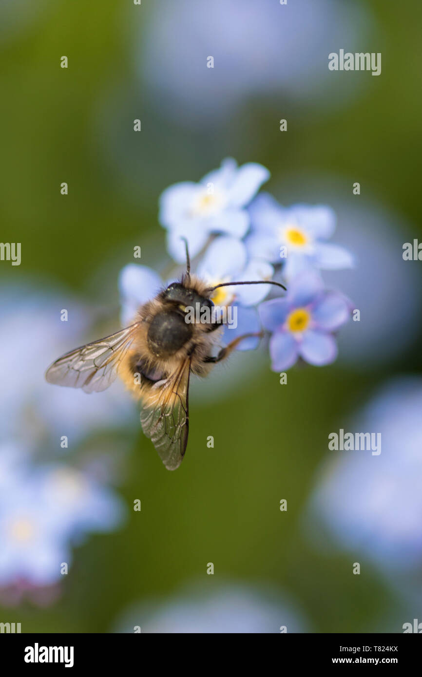 Bourdon sur forget-me-not fleurs, England, UK Banque D'Images