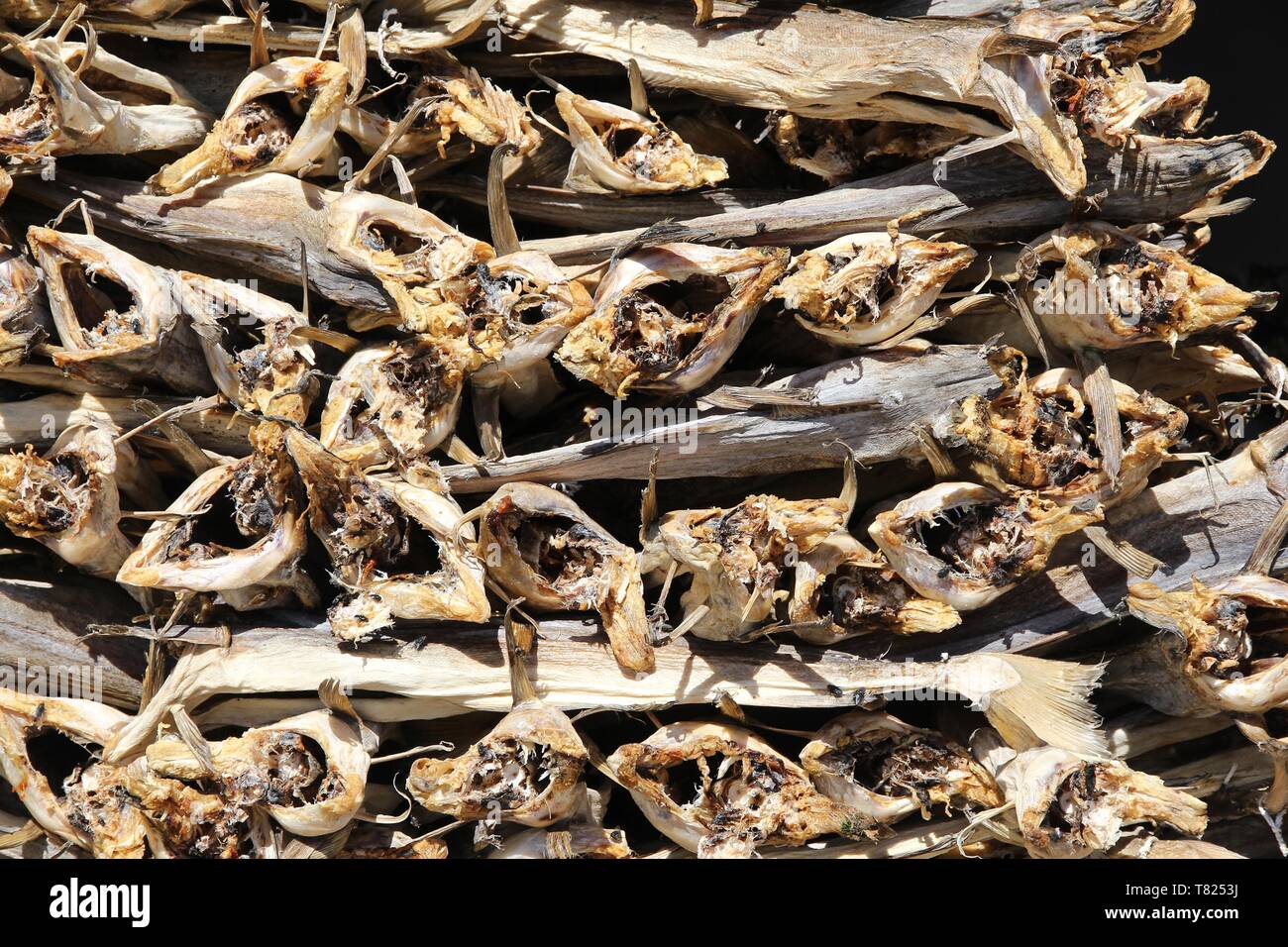 Le poisson séché en Norvège - morue stockfish séché au soleil dans les Lofoten. Une cuisine norvégienne traditionnelle. Banque D'Images