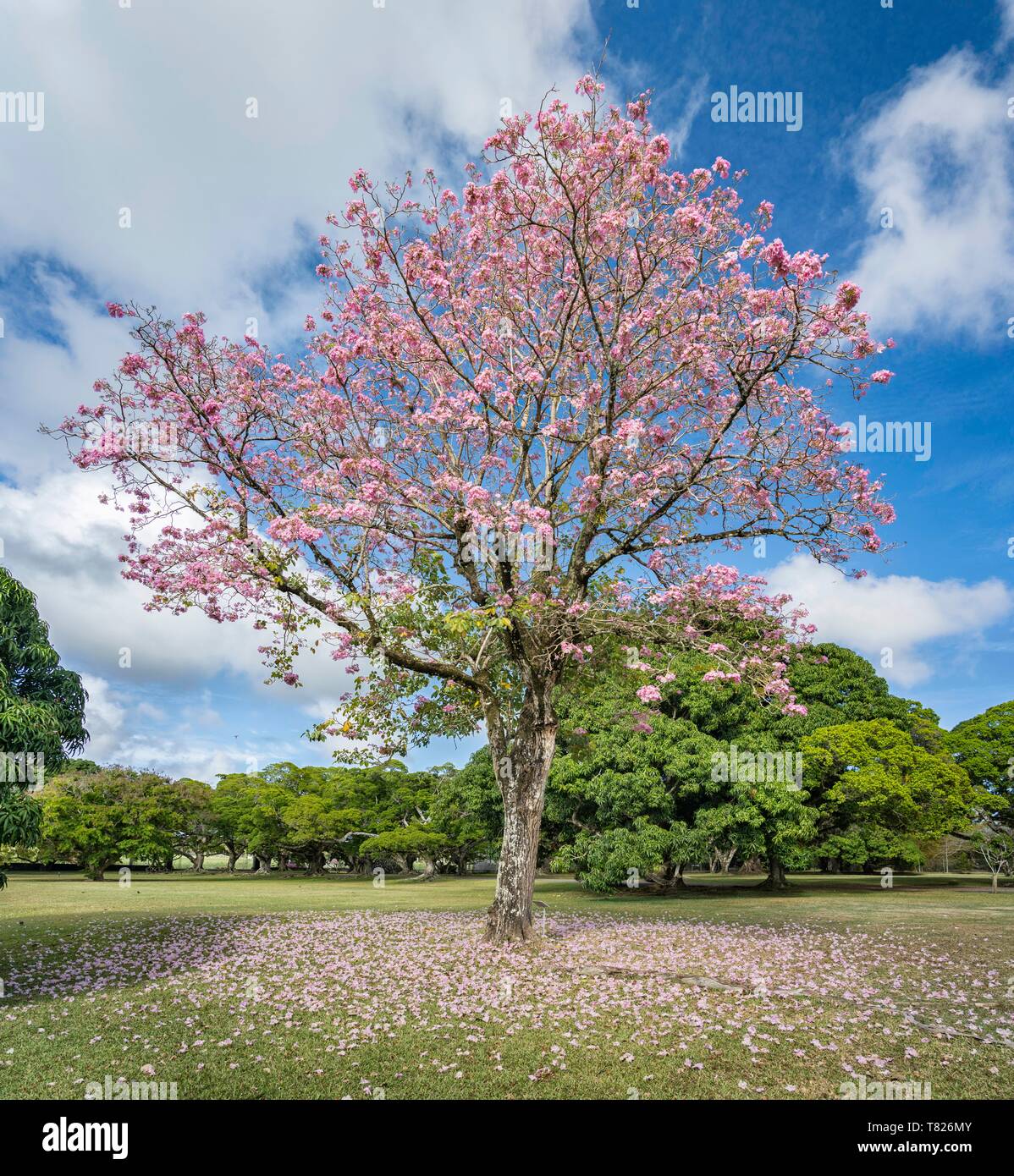 Mapou arbre Banque de photographies et d’images à haute résolution - Alamy