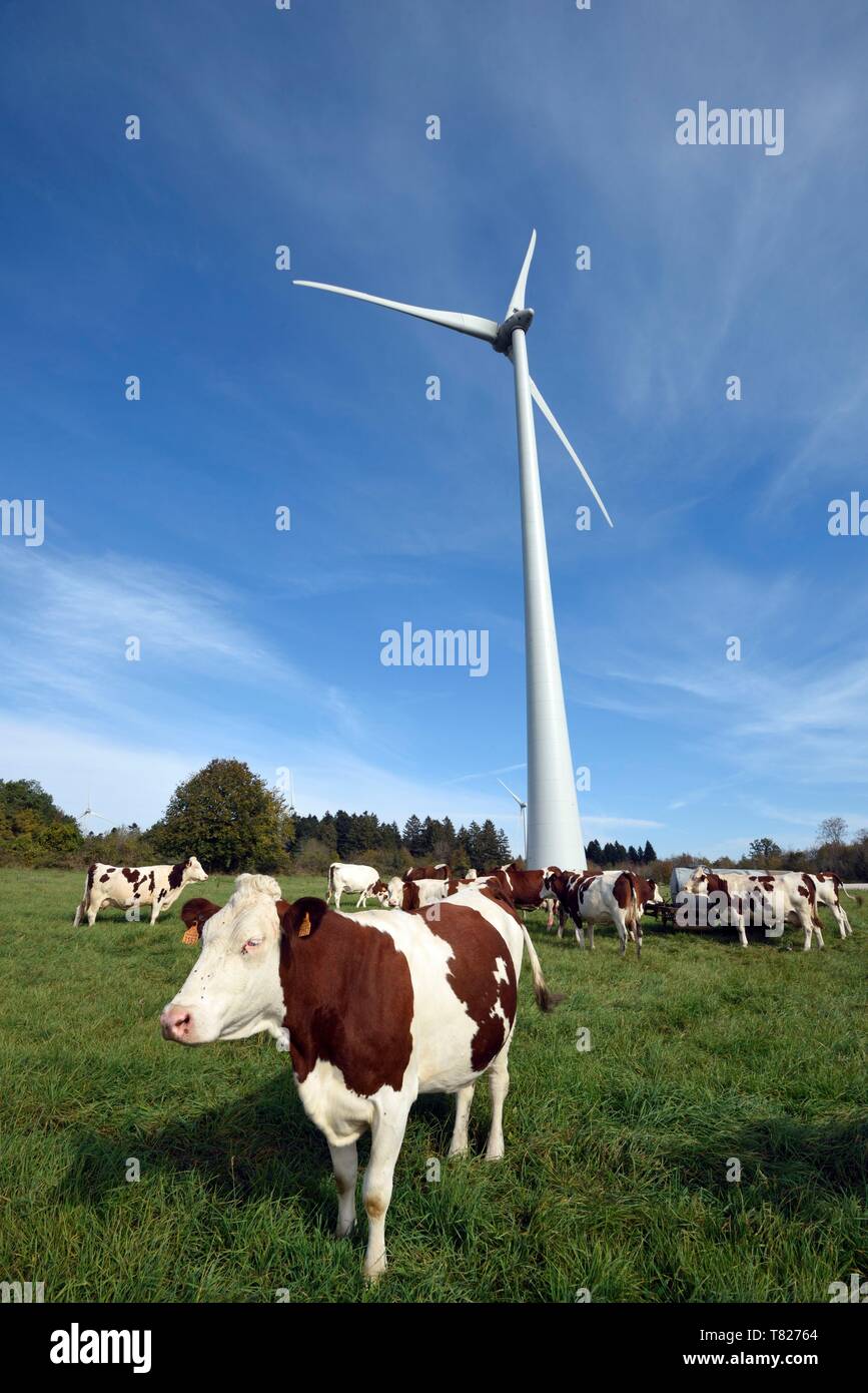 France, Jura, Chamole, éoliennes, des éoliennes de 6 MW, 3 évent ; vaches  Montbéliardes Photo Stock - Alamy