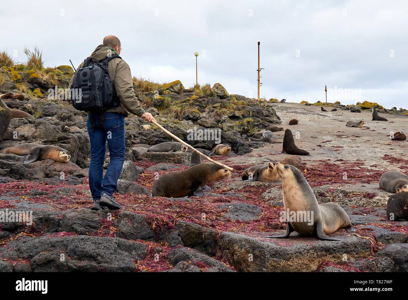 La France, de l'Océan Indien, Cuba, l'île Amsterdam, lors de la marche sur l'île, il faut prendre soin de garder les otaries à fourrure subantarctiques loin avec un bâton (Arctocephalus tropicalis) Banque D'Images