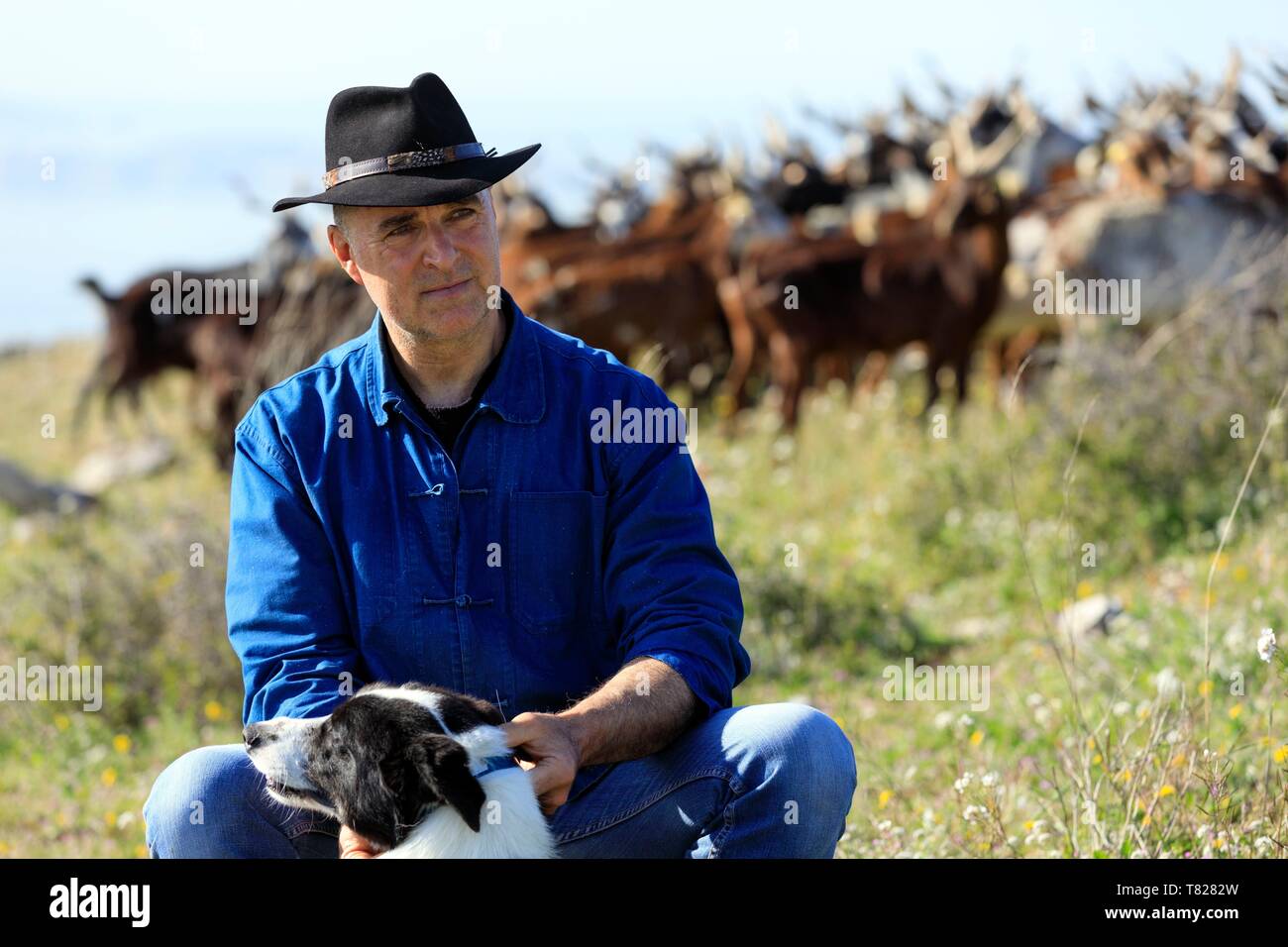 France, Bouches du Rhône, la Côte Bleue, Rove, André Gouirand, éleveur de chèvres du Rove Banque D'Images