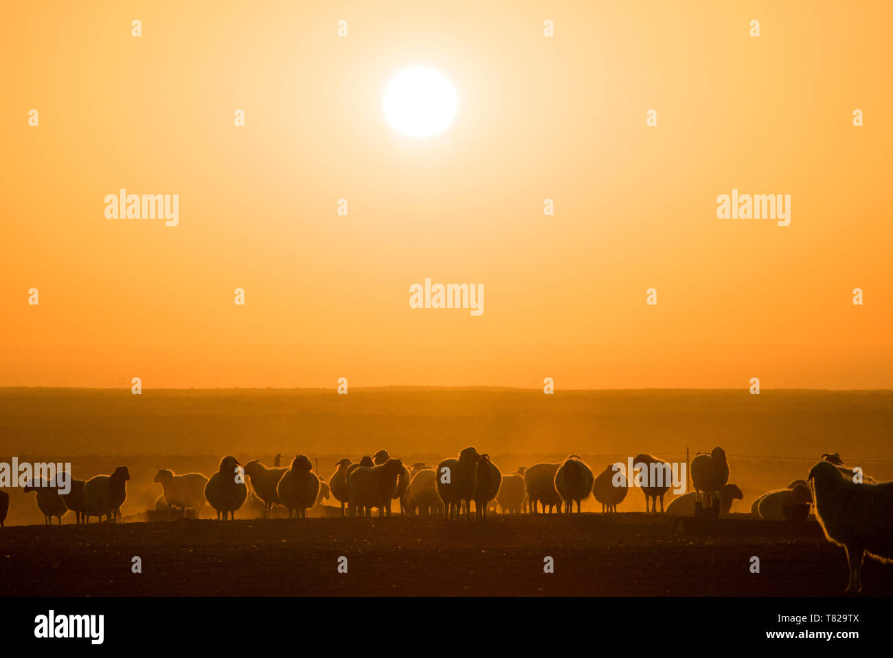 Le retour des moutons au coucher du soleil.en Mongolie intérieure, en Chine. Banque D'Images