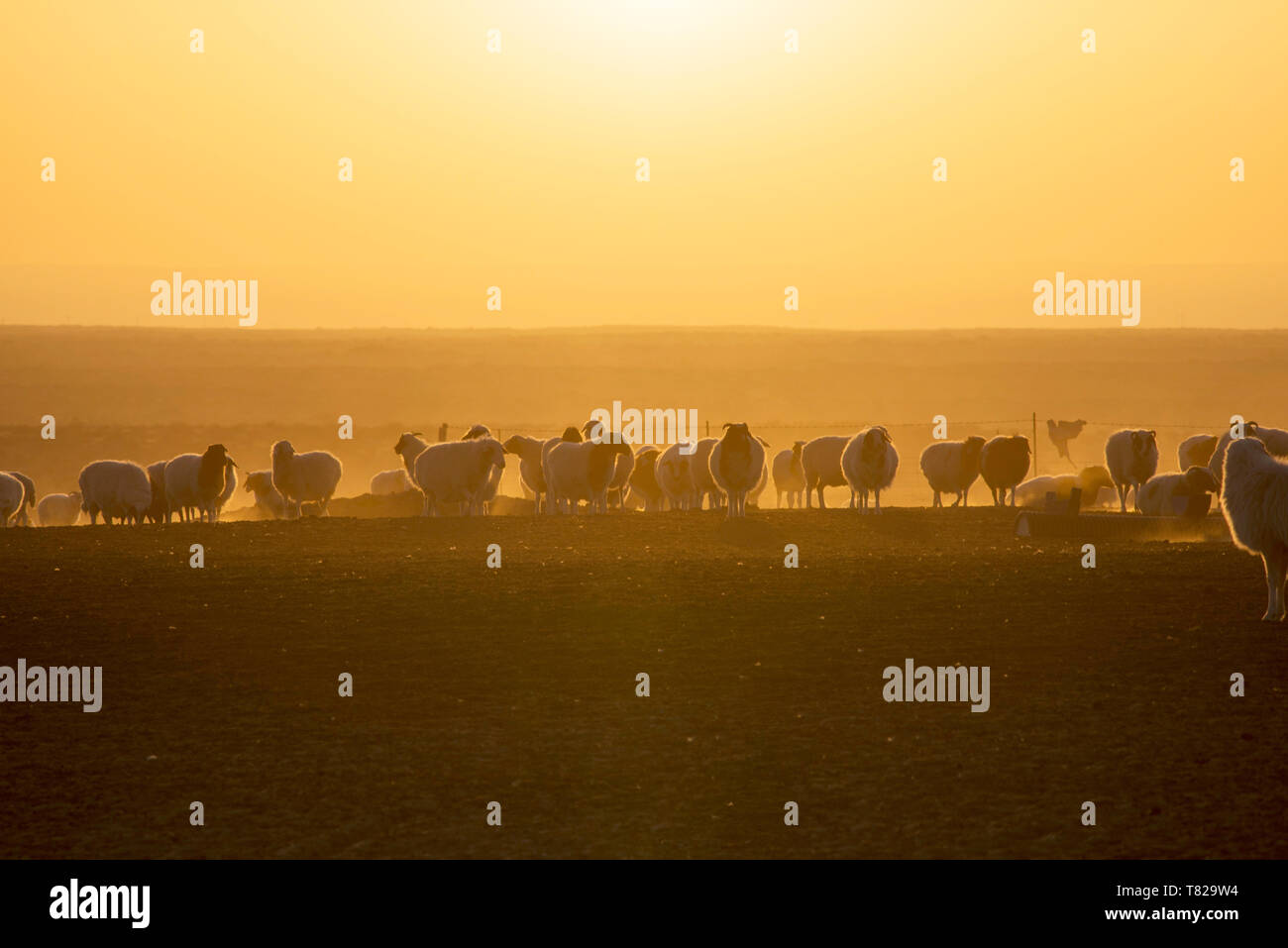 Le retour des moutons au coucher du soleil.en Mongolie intérieure, en Chine. Banque D'Images