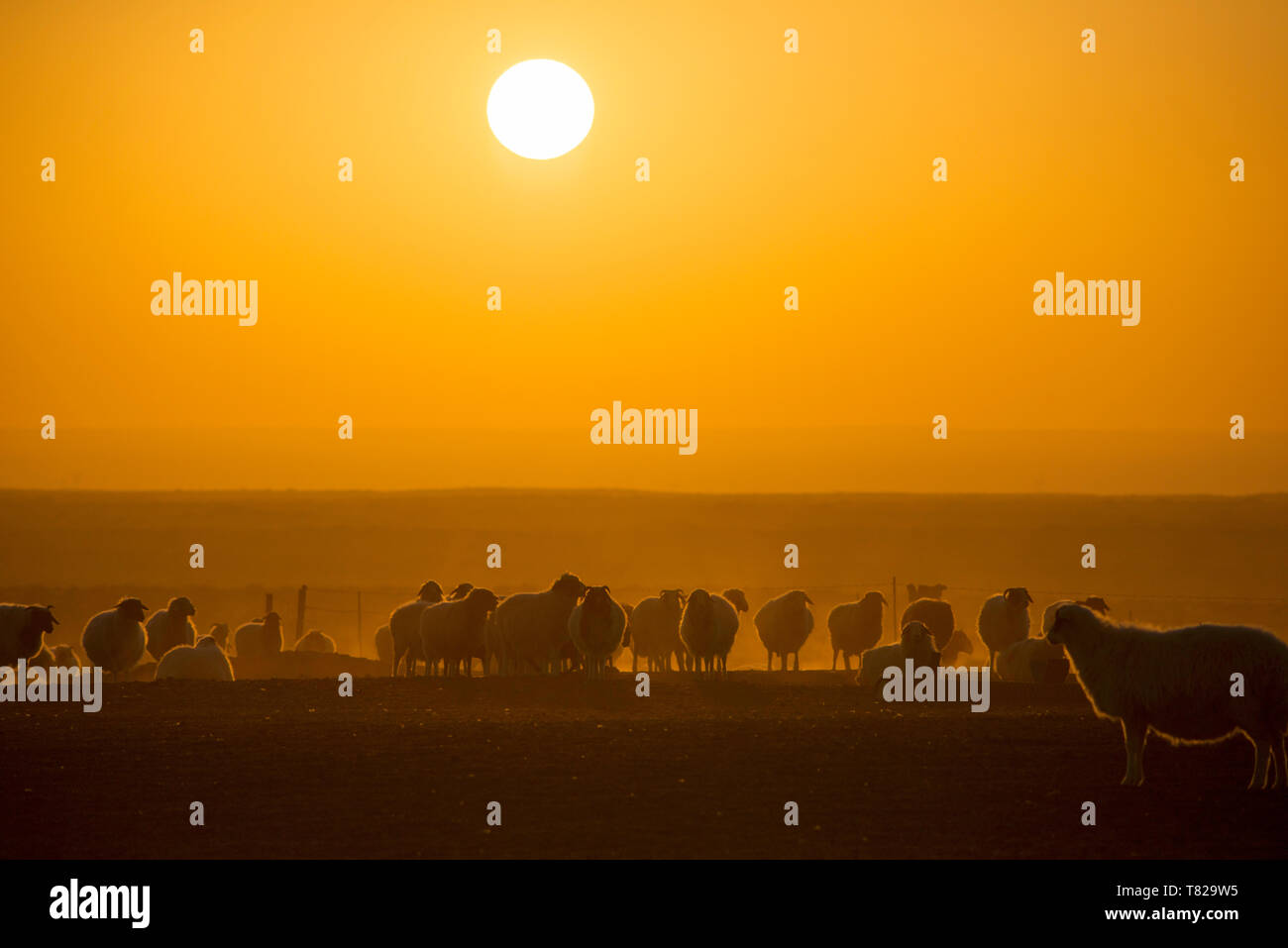 Le retour des moutons au coucher du soleil.en Mongolie intérieure, en Chine. Banque D'Images