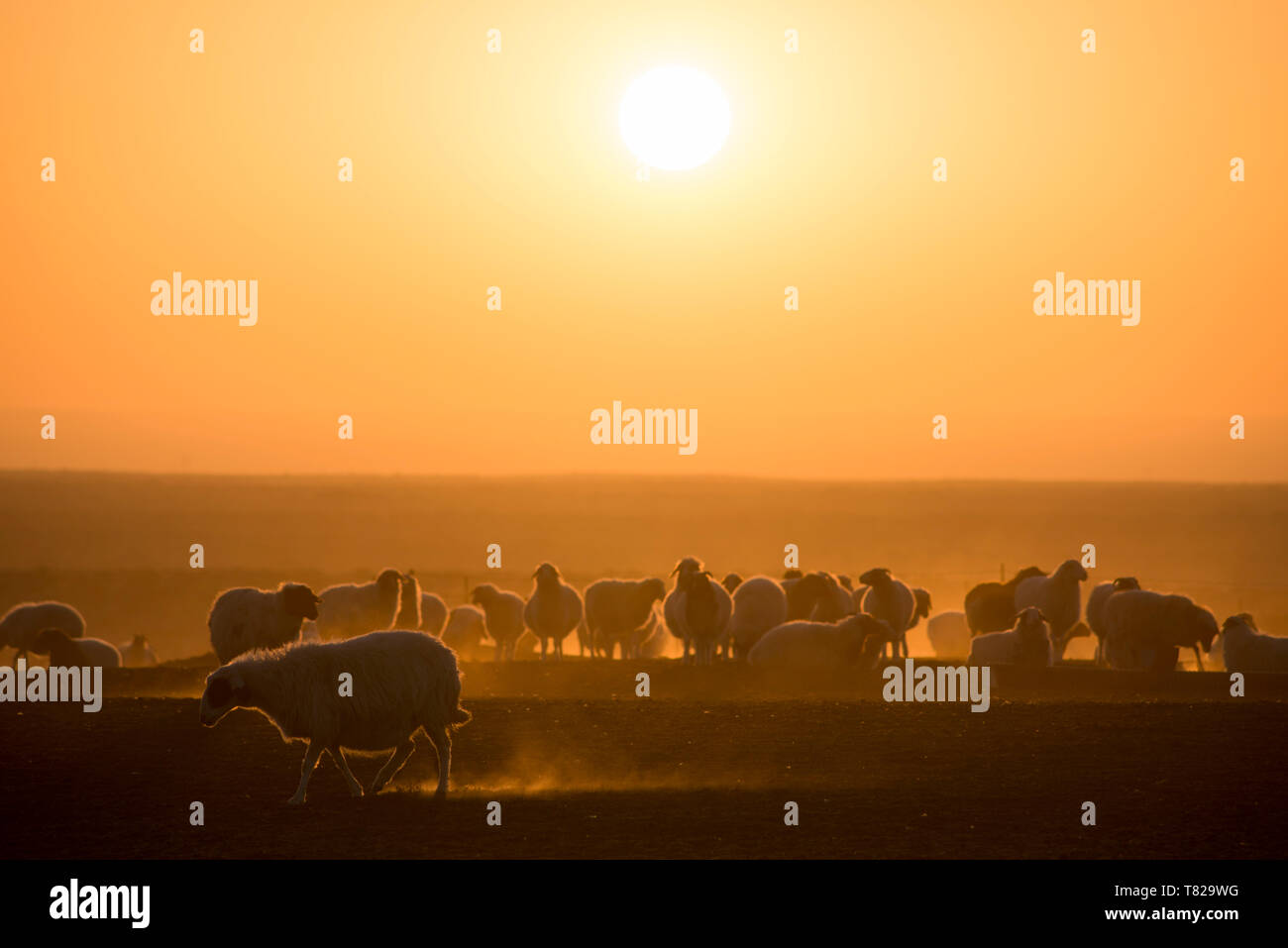 Le retour des moutons au coucher du soleil.en Mongolie intérieure, en Chine. Banque D'Images