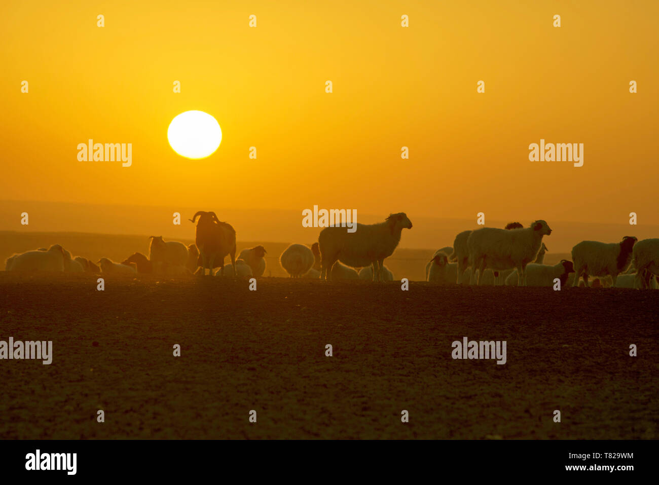 Le retour des moutons au coucher du soleil.en Mongolie intérieure, en Chine. Banque D'Images