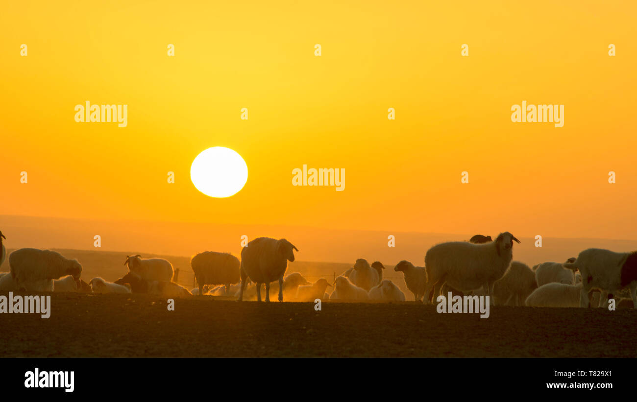 Le retour des moutons au coucher du soleil.en Mongolie intérieure, en Chine. Banque D'Images