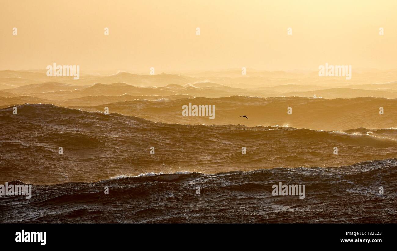 La France, les Terres Australes et Antarctiques Françaises (TAAF), tempête violente, échelle de Beaufort 10 dans les quarantièmes rugissants, photo prise à bord du Marion Dufresne (navire de Terres Australes et Antarctiques Françaises) en cours d'Îles Crozet aux îles Kerguelen, puffin à menton blanc (Procellaria aequinoctialis) Banque D'Images