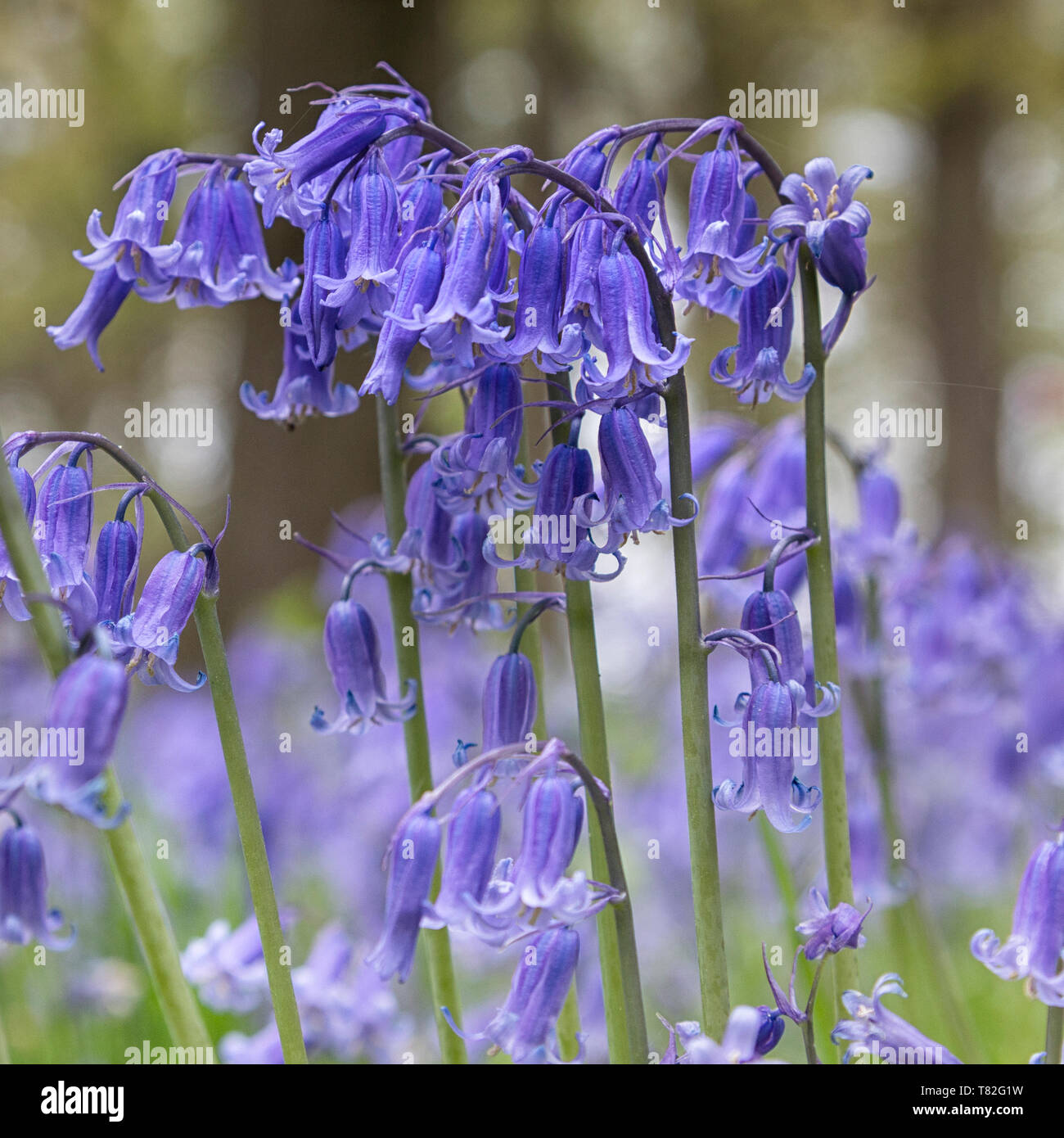 Tapis de jacinthes des bois au printemps Banque D'Images