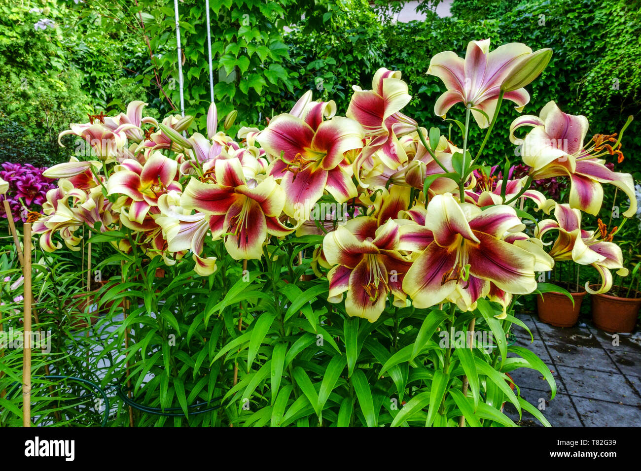 Pot oriental Lilium, jardin de lys orientaux, lys orientaux en pots bulbes de floraison d'été Banque D'Images