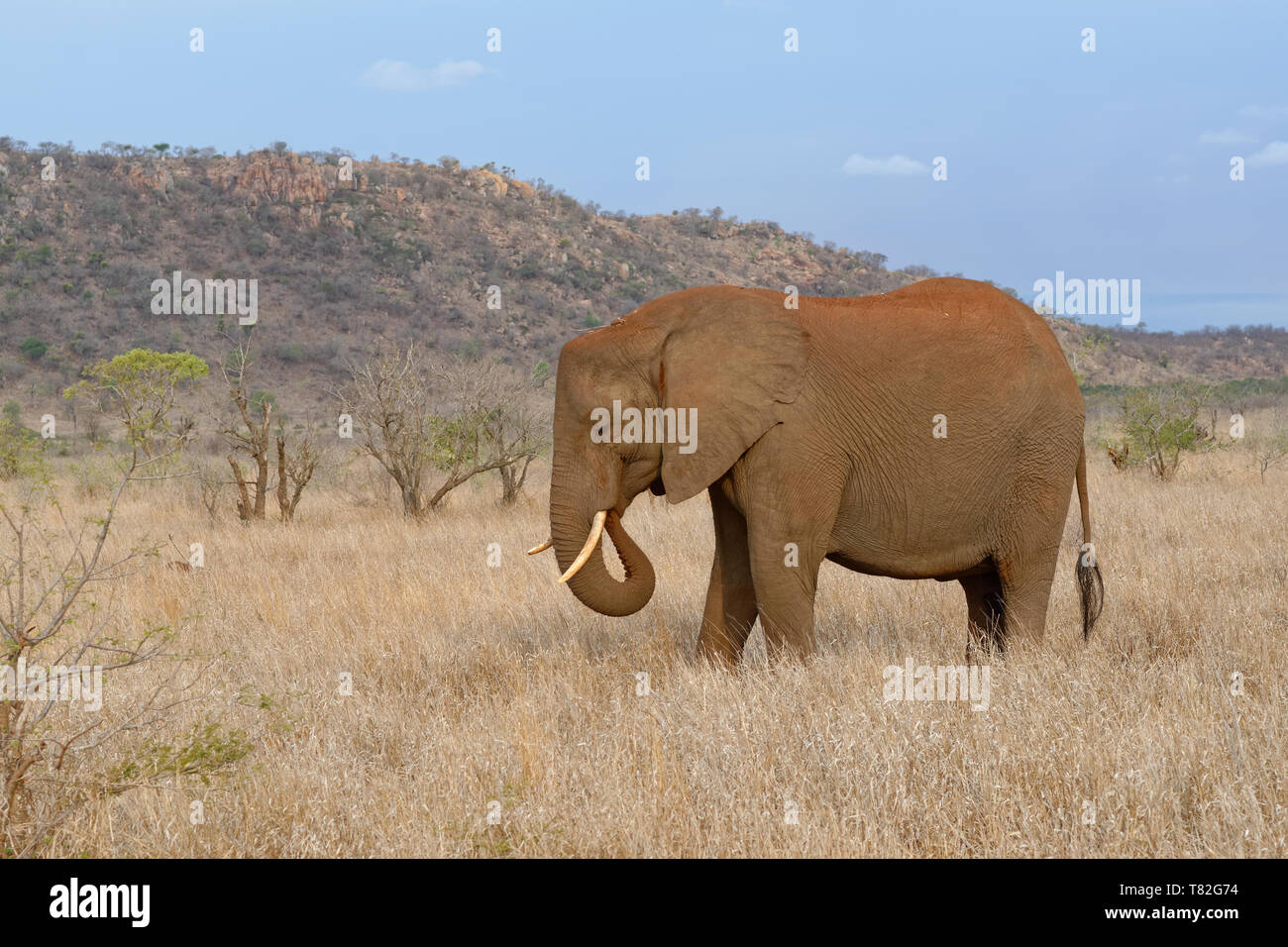 Bush africain elephant (Loxodonta africana), l'éléphant d'alimentation de la vache sur l'herbe sèche, Kruger National Park, Afrique du Sud, l'Afrique Banque D'Images