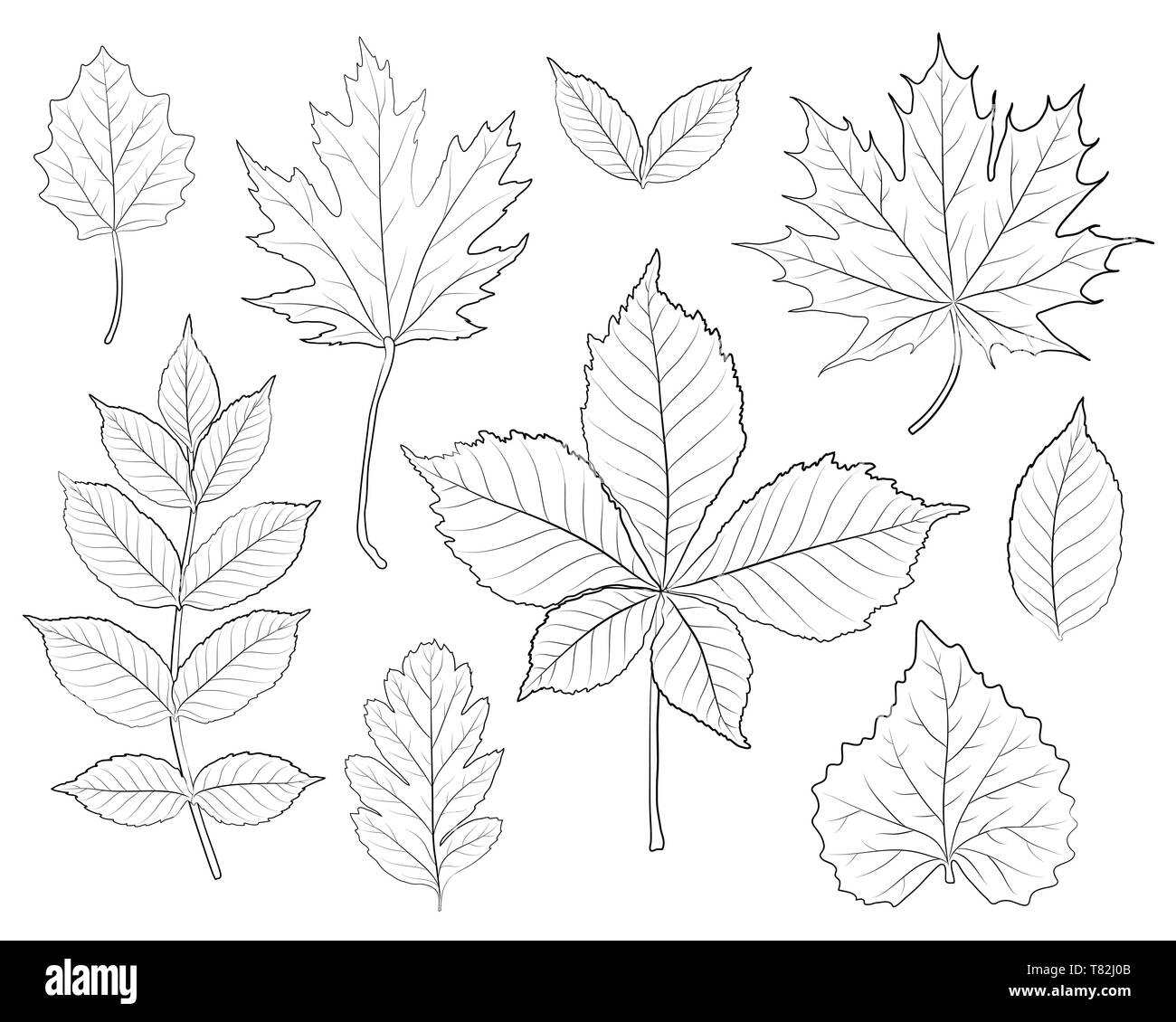 Silhouette vector set feuilles Illustration de Vecteur