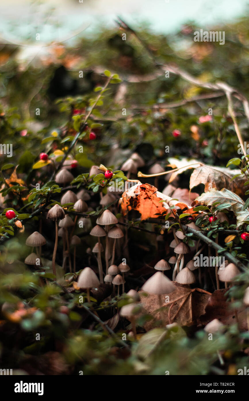 Petit Champignon/famille champignon à l'intérieur d'un bush florissante dans les forêts européennes Banque D'Images