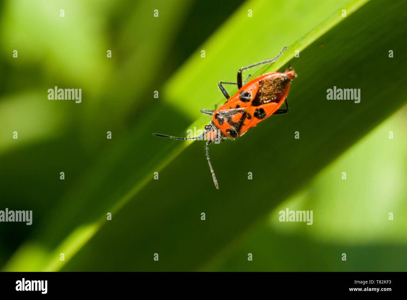 Bug sur les feuilles de cannelle Banque D'Images