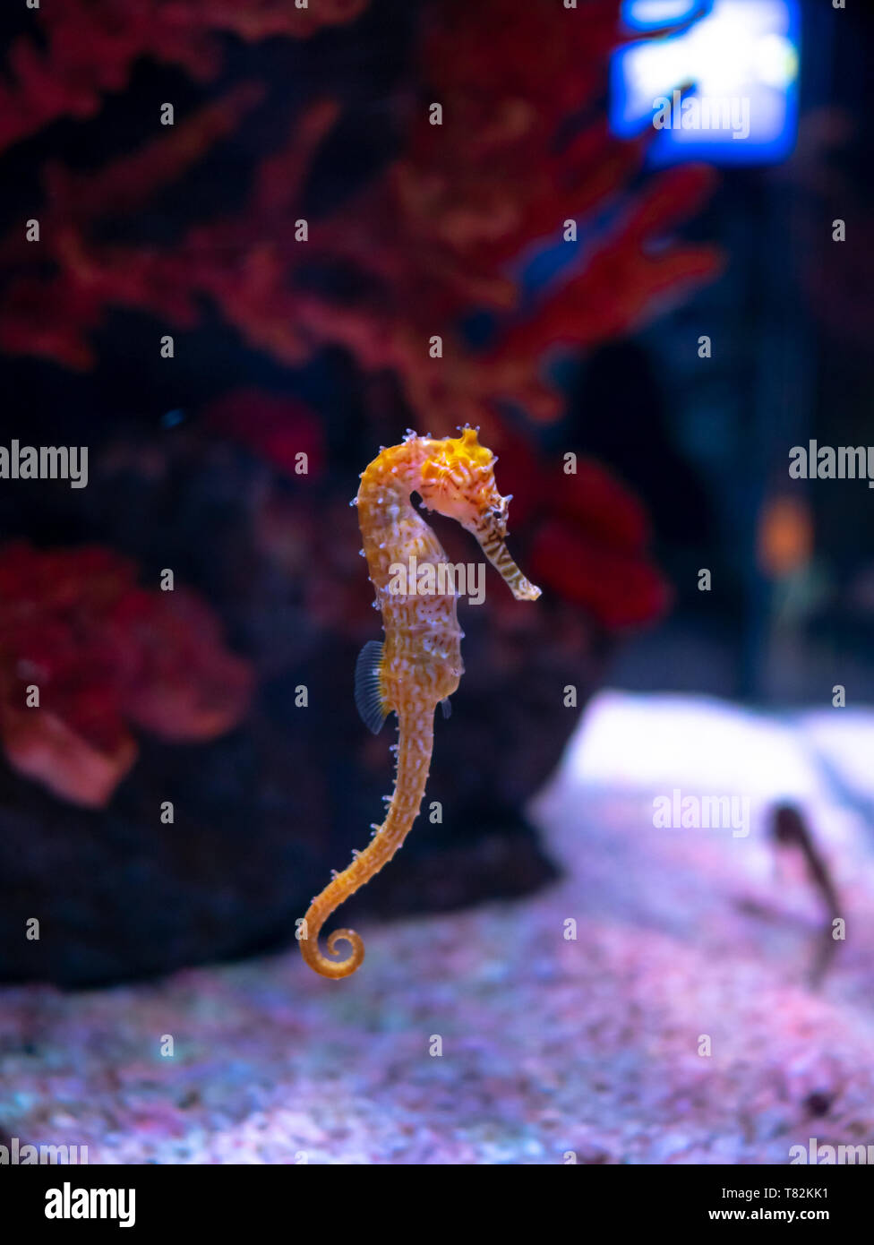 Cheval de mer dans l'aquarium. Ces hippocampes vivent dans les mers chaudes autour de l'Indonésie, les Philippines et la Malaisie. Ils sont généralement de couleur jaune et d'avoir un b Banque D'Images