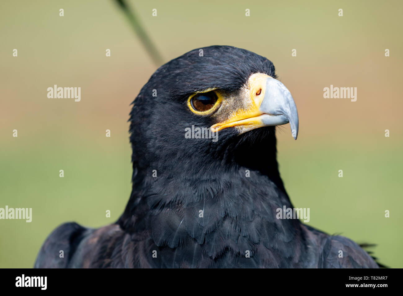 Libre d'un aigle de verreaux, également connu sous le nom de Black Eagle. Banque D'Images