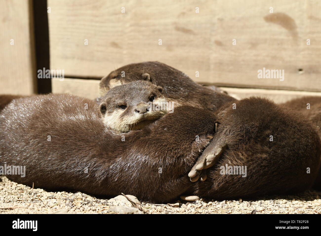 Otter dormir dans un zoo en Italie Banque D'Images