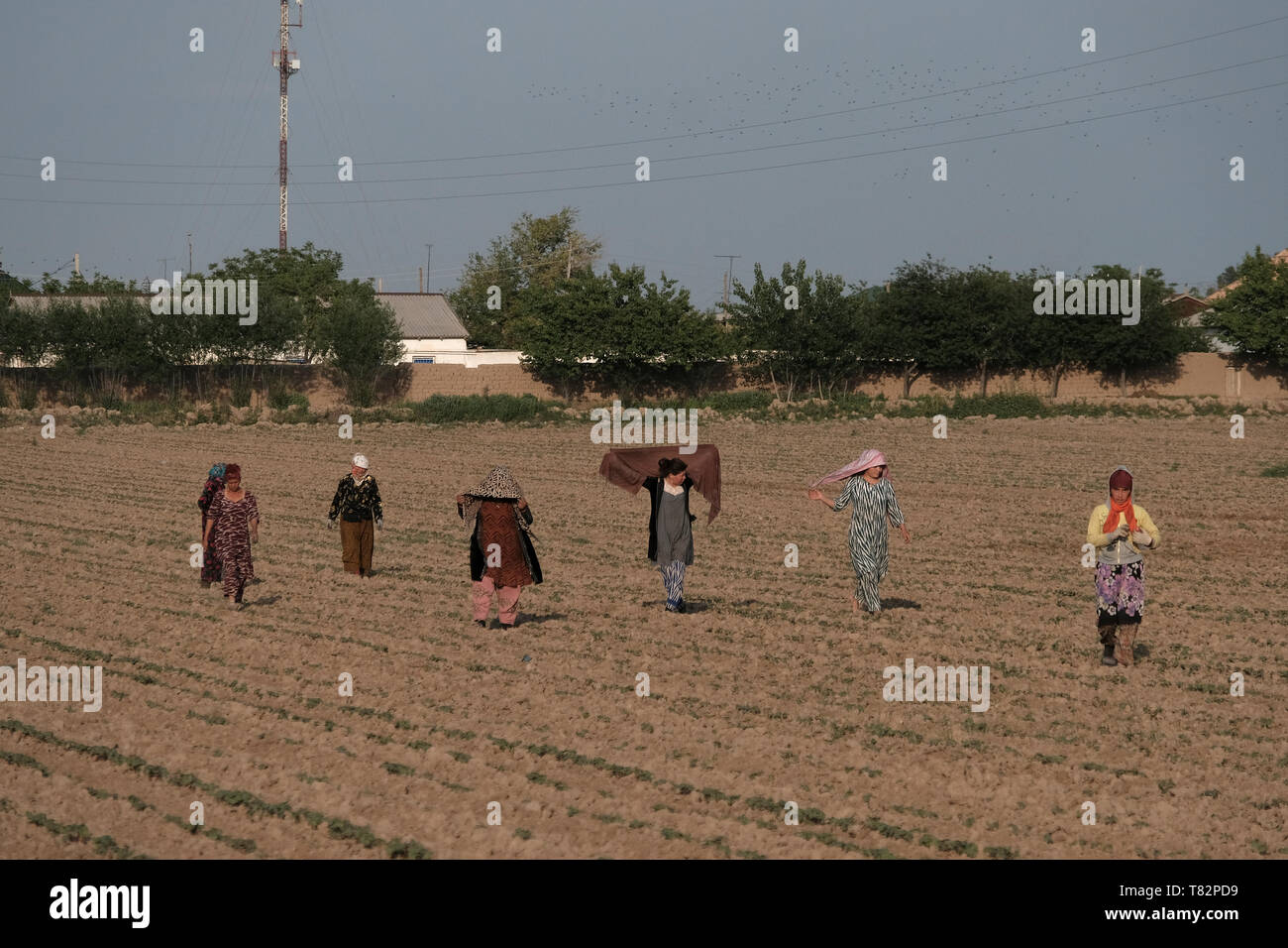 Des femmes ouzbèkes marchent dans un champ agricole labouré à la périphérie de la région moderne de Termez, Surkhandarya ou Surxondaryo en Ouzbékistan Banque D'Images