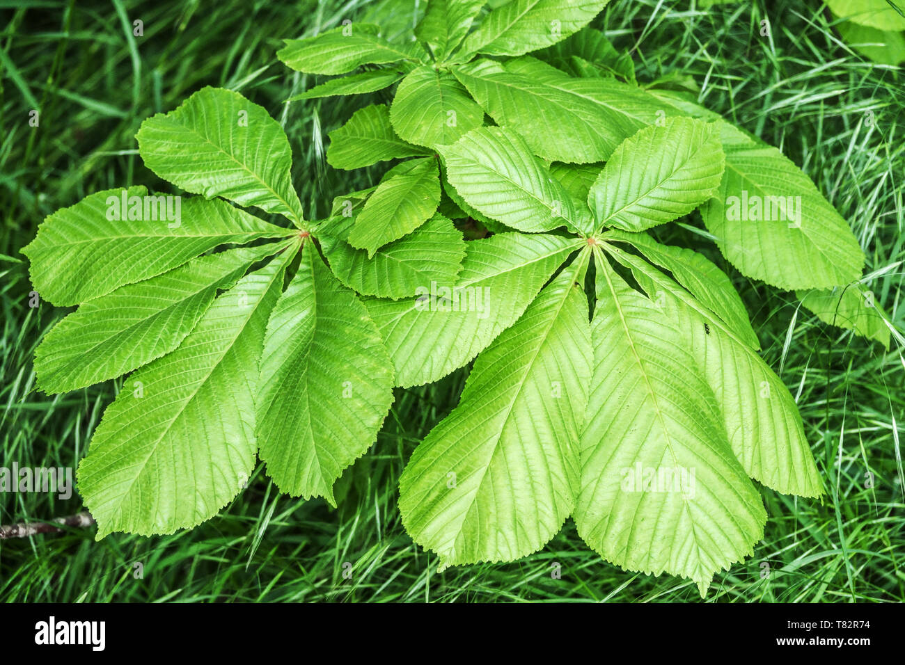 Horse-chestnut nouvelles feuilles Banque D'Images
