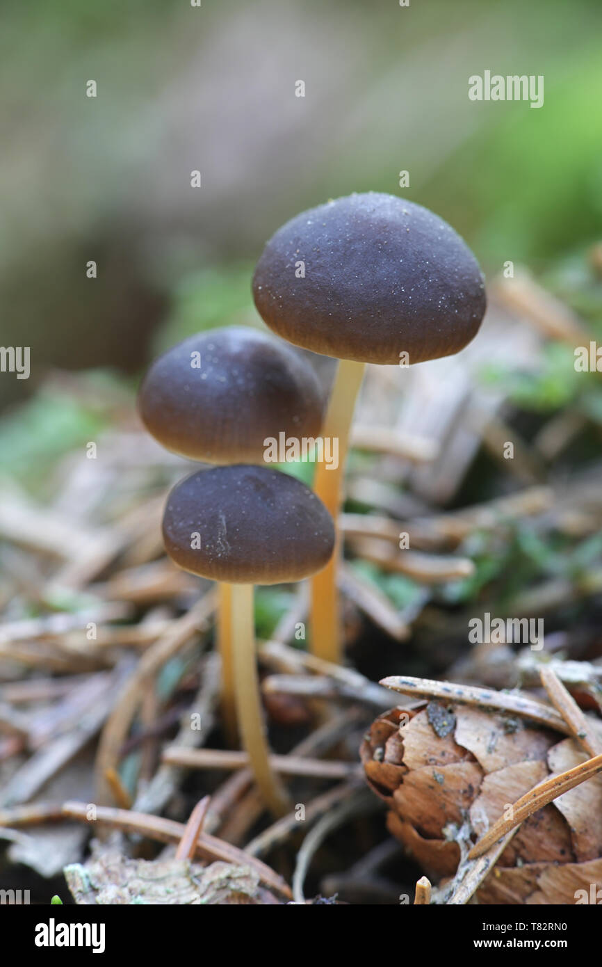 Sprucecone Strobilurus esculentus, cap, de champignons sauvages comestibles Banque D'Images