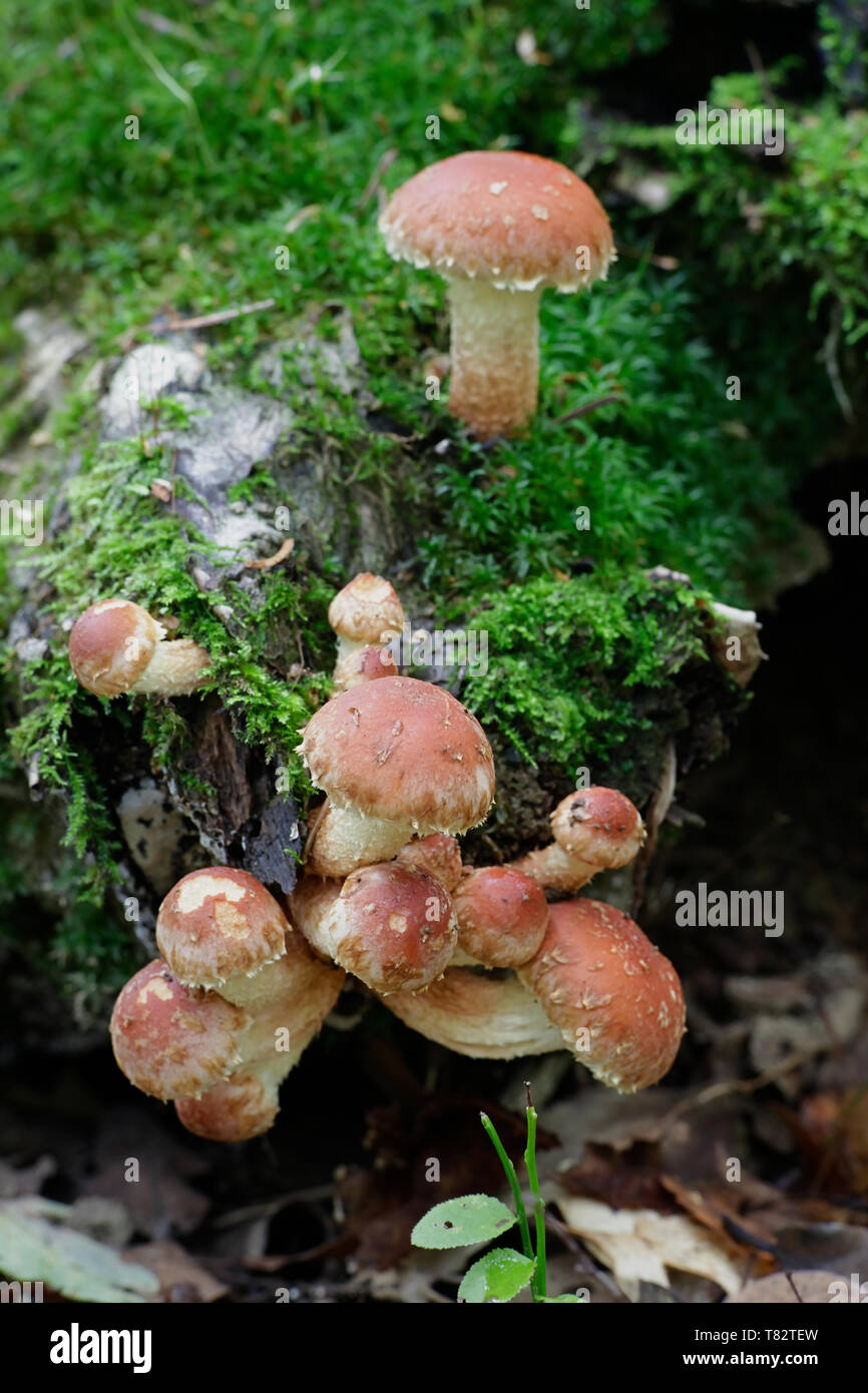 Touffe de brique ou de champignons, la brique Hypholoma lateritium Banque D'Images