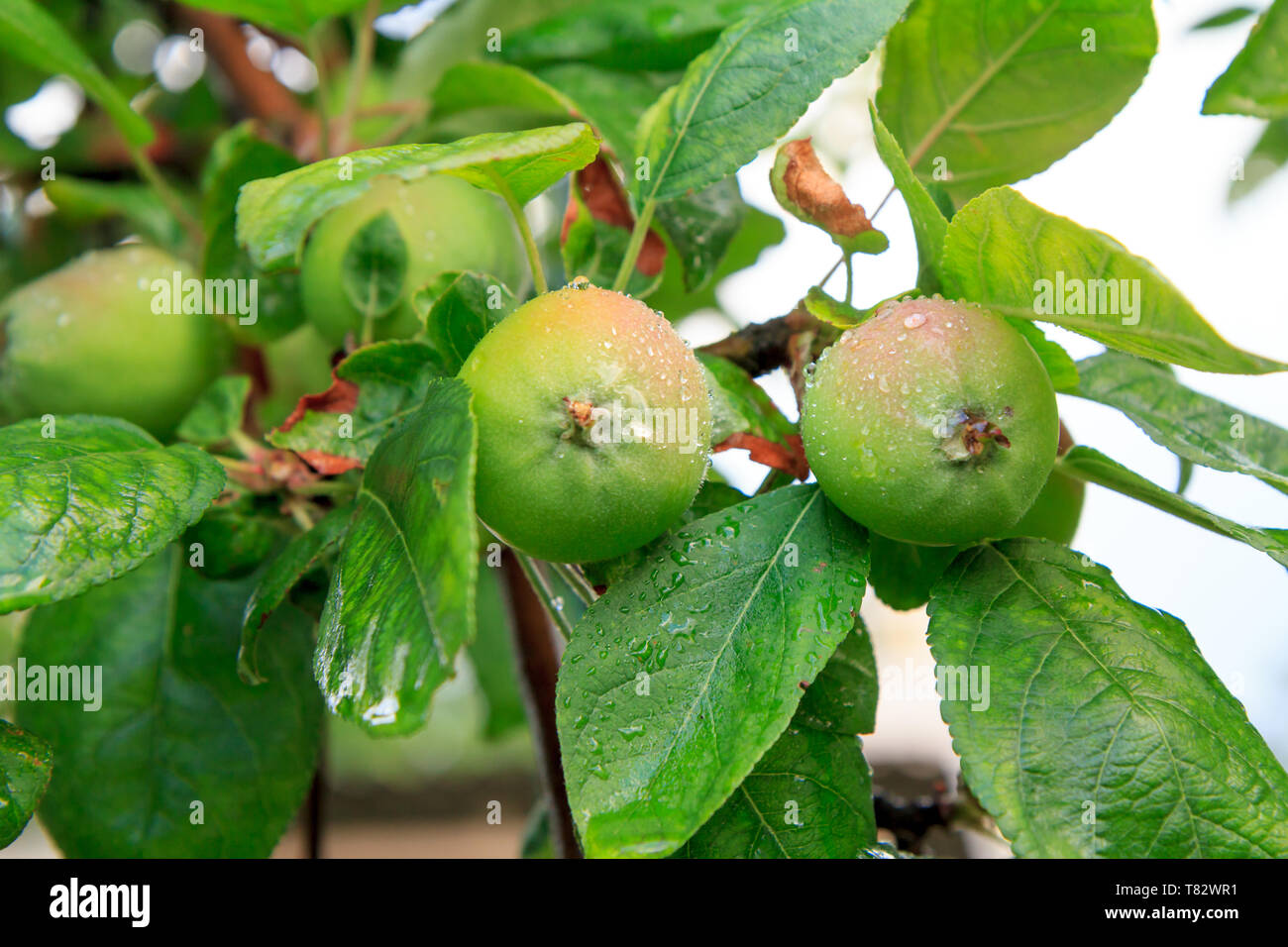 Fruits de pommes immatures sur la branche de l'arbre avec les feuilles touchées par la maladie fongique. Profondeur de champ. La culture des fruits dans le jardin. Banque D'Images