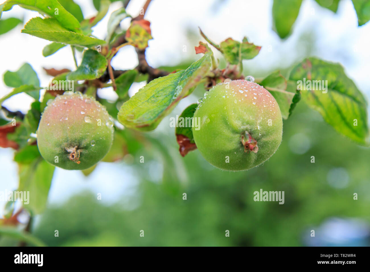 Fruits de pommes immatures sur la branche de l'arbre avec les feuilles touchées par la maladie fongique. Profondeur de champ. La culture des fruits dans le jardin. Banque D'Images