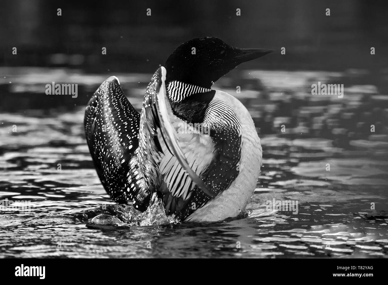 Photos Huart Banque D'Images