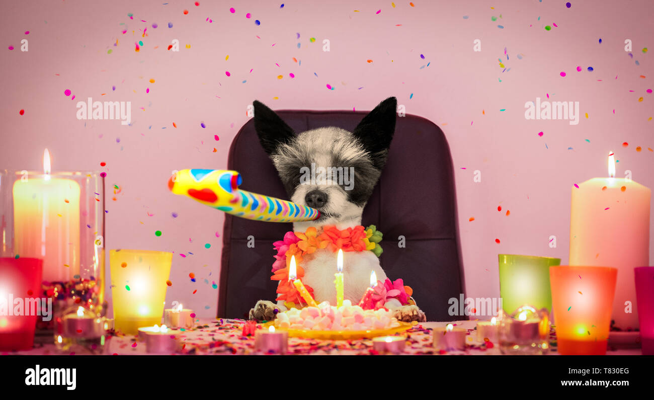 Joyeux Anniversaire Chien Caniche Avec Beaucoup De Confettis Volant Autour Dans L Amour Pour La Saint Valentin Ou Anniversaire Gateau Avec Des Bougies Soufflant Un Sifflet Photo Stock Alamy Joyeux Anniversaire Chien Caniche Avec Beaucoup De Confettis Volant Autour Dans L Amour Pour La Saint Valentin Ou Anniversaire Gateau Avec Des Bougies Soufflant Un Sifflet Photo Stock Alamy