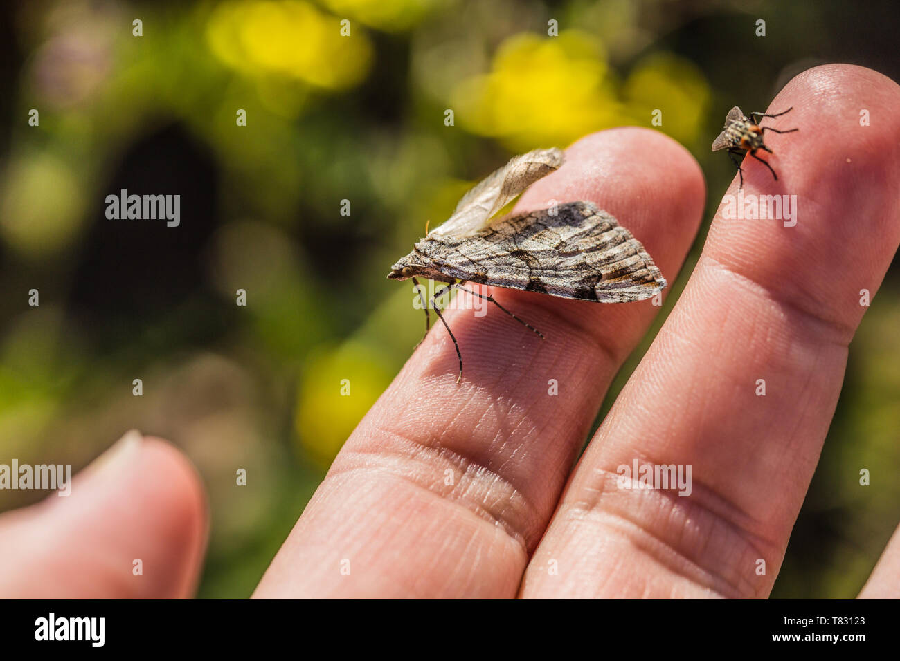 Close up image de petit insecte gris et brun, un aigu-bar d'amphibien de la famille des Geometridés, et une mouche assis sur un doigt. Journée ensoleillée du printemps dans la nature. Banque D'Images