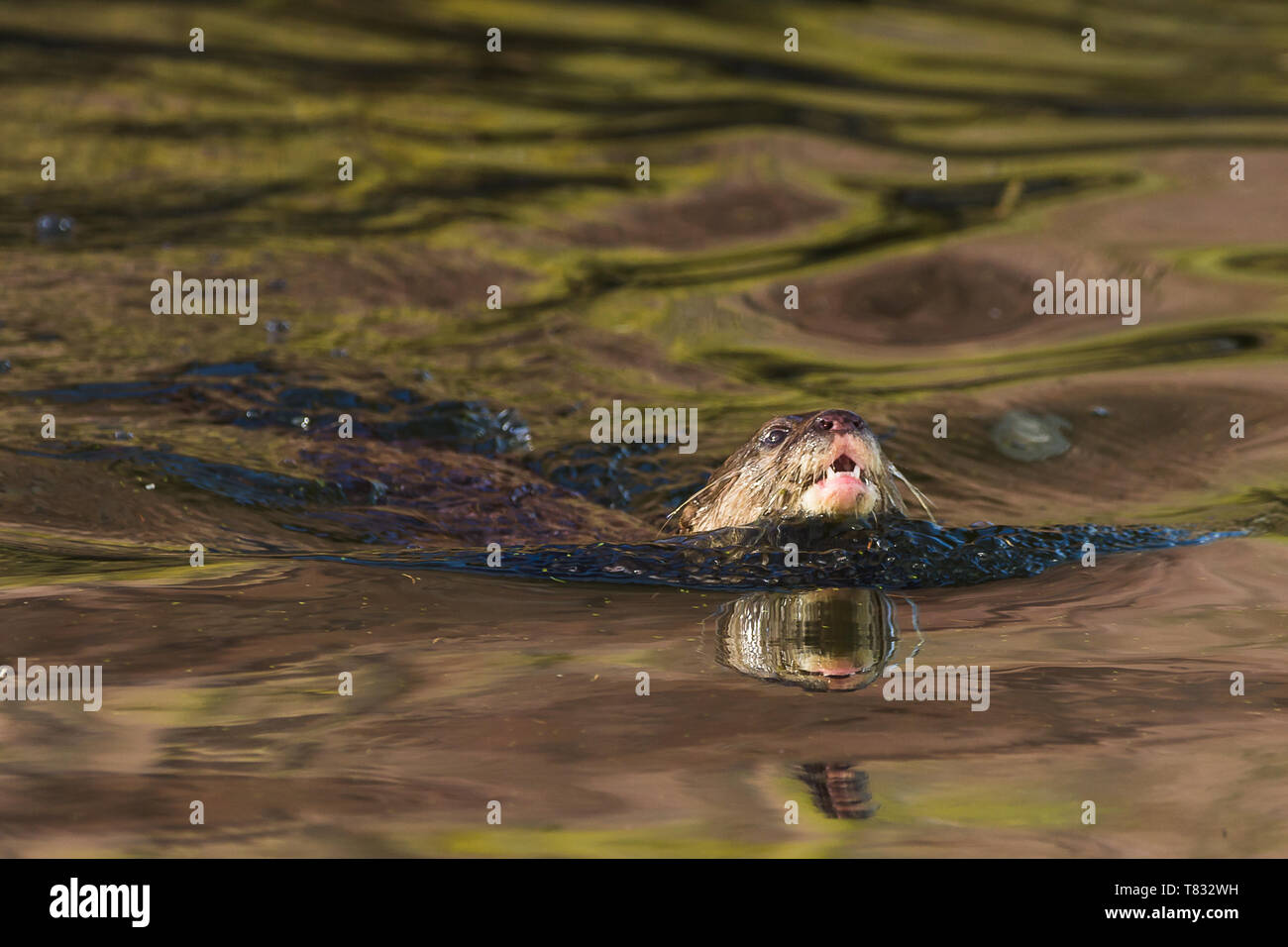 Courte asiatique griffé Otter parfois appelé l'Oriental Otter cendrées (amblonyx cinereus) vu ici natation.bouche Banque D'Images